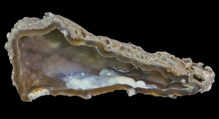 Unique, Agatized Fossil Coral Geode - Florida #66851